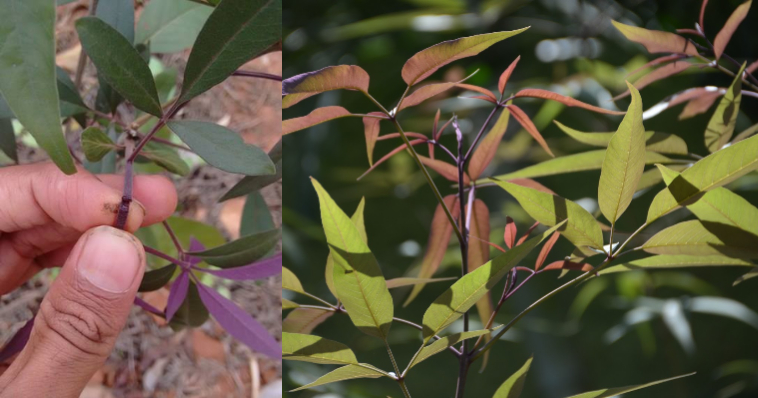 Karinochi plant benifits