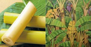 Banana Stem Usage