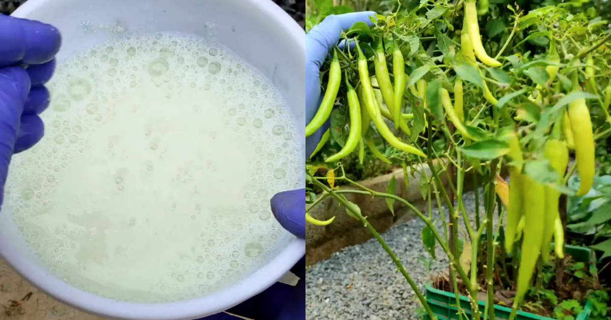 Best Fertilizer For Chilli Plant