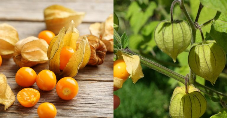 Cape Gooseberry Benefits