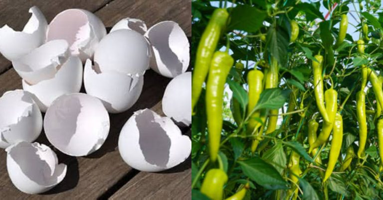 Chili Cultivation Tip Using Egg Shell