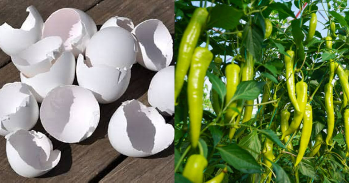 Chili Cultivation Tip Using Egg Shell