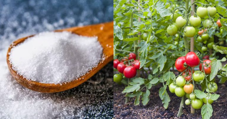 Chilli And Tomato Cultivation Tips Using Salt