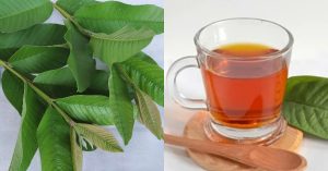 Guvava Leaves Benefits