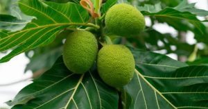 Kadachakka Health Benifits