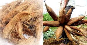 Kappa Krishi Tips Using Coconut Husk