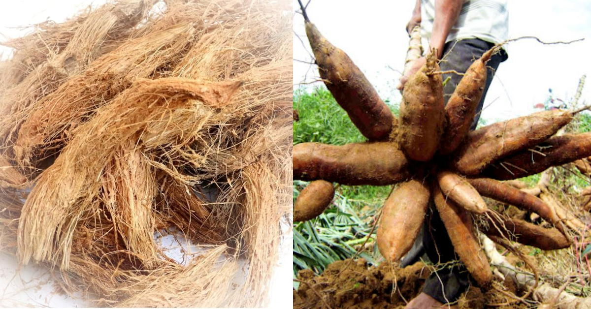 Kappa Krishi Tips Using Coconut Husk