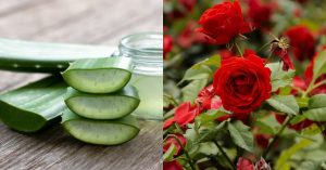 Rose Flowering Tips Using Aloe Vera
