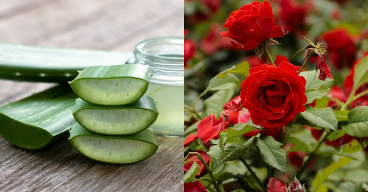 Rose Flowering Tips Using Aloe Vera