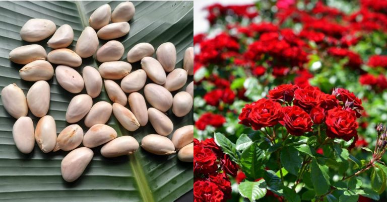 Rose Flowering Tips using Chakkakuru