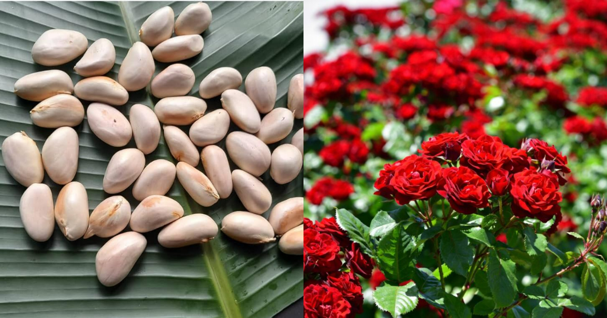 Rose Flowering Tips using Chakkakuru