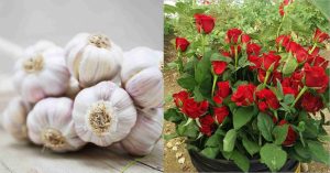 Rose plant fertilizer using veluthulli