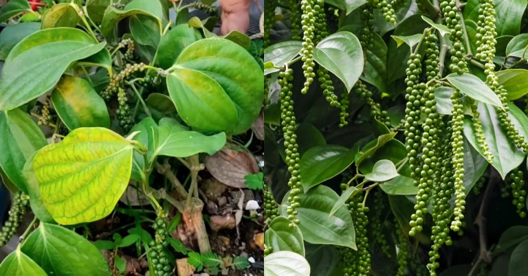 Tip To Grow Bush Pepper in Container