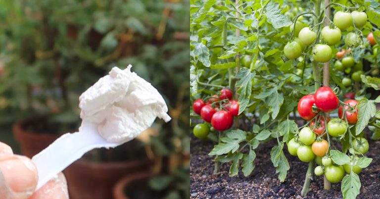 Tomato Farming Tricks