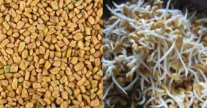 Uluva Mulappichathu Health Benefits