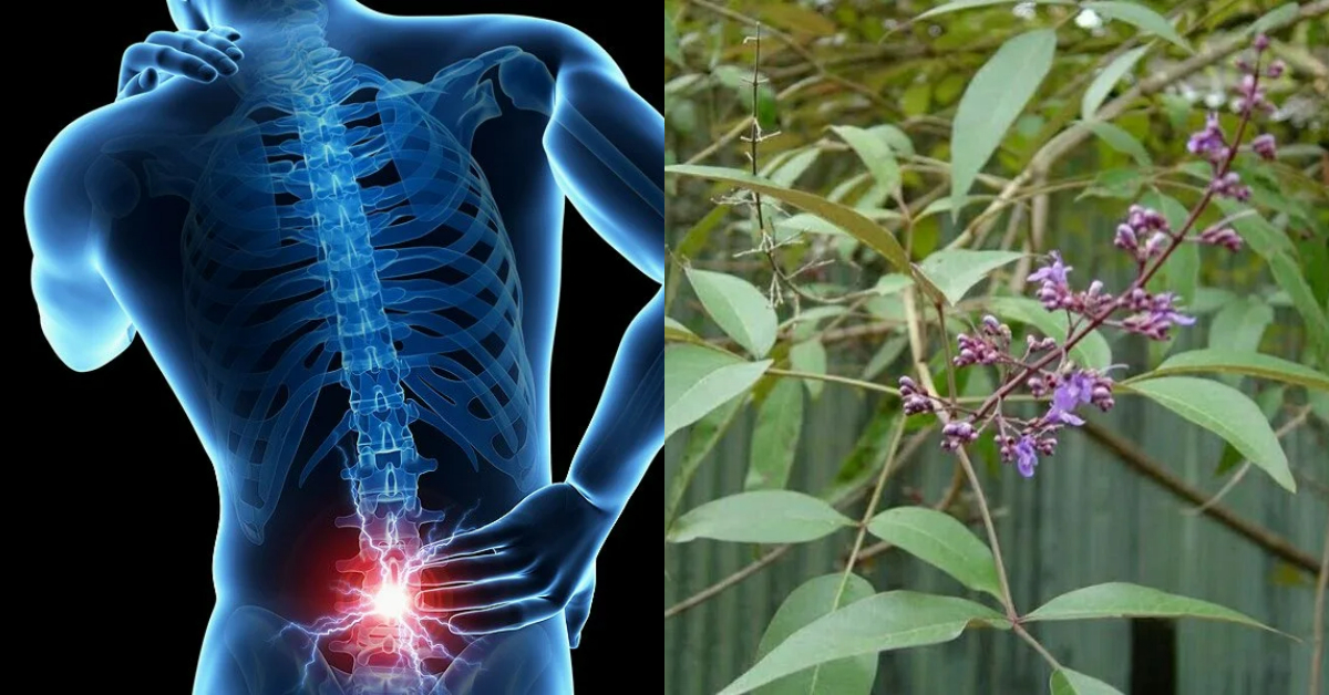 knee pain reducing at naturally