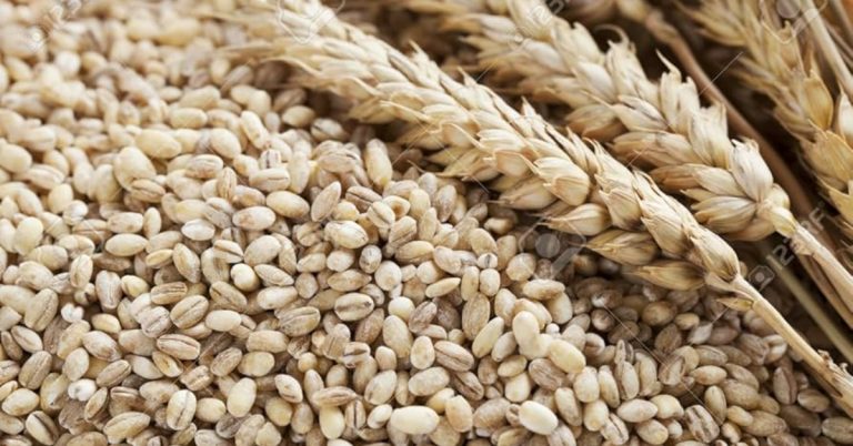 Barley Breakfast For Weight Loss