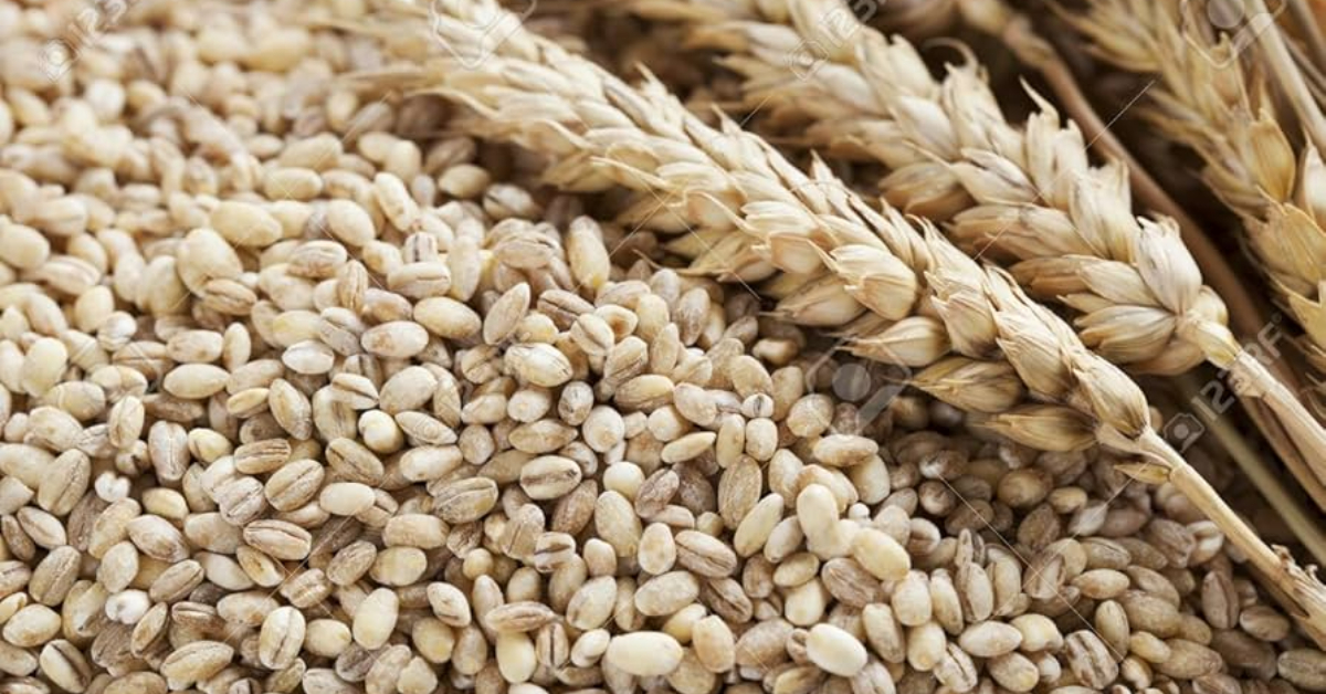 Barley Breakfast For Weight Loss