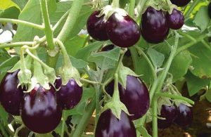Brinjal Krishi Tips