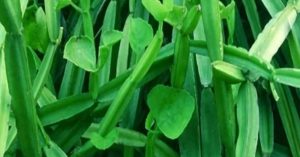 Changalamparanda Oil Preparation