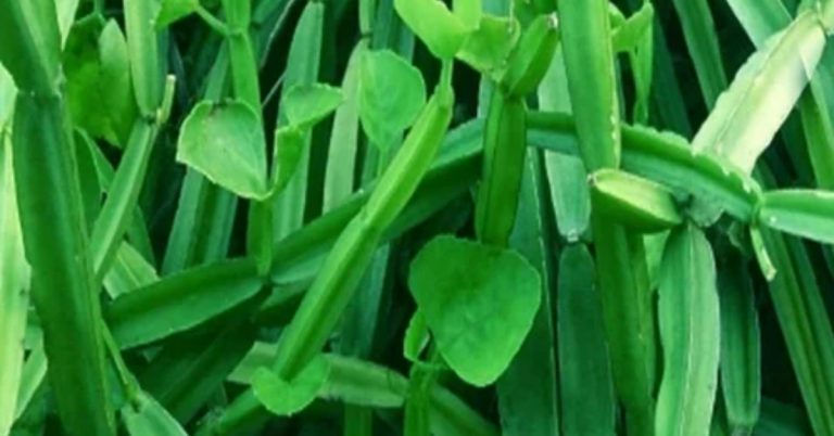 Changalamparanda Oil Preparation