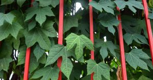 Chayamansa Plant Medicinal Benefits