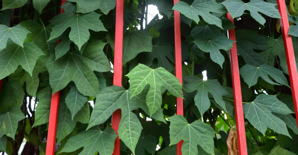 Chayamansa Plant Medicinal Benefits