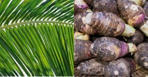 Chembu Krishi Tips Using Thengola