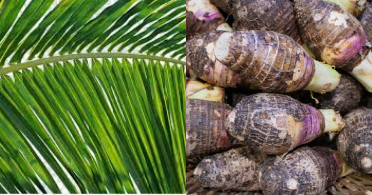 Chembu Krishi Tips Using Thengola