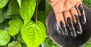 Natural Hair Dye Using Betel Leaves
