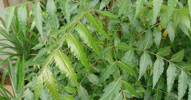 Neem Leaf Health Benefits