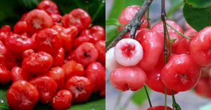 Rose Apple Health Benefits