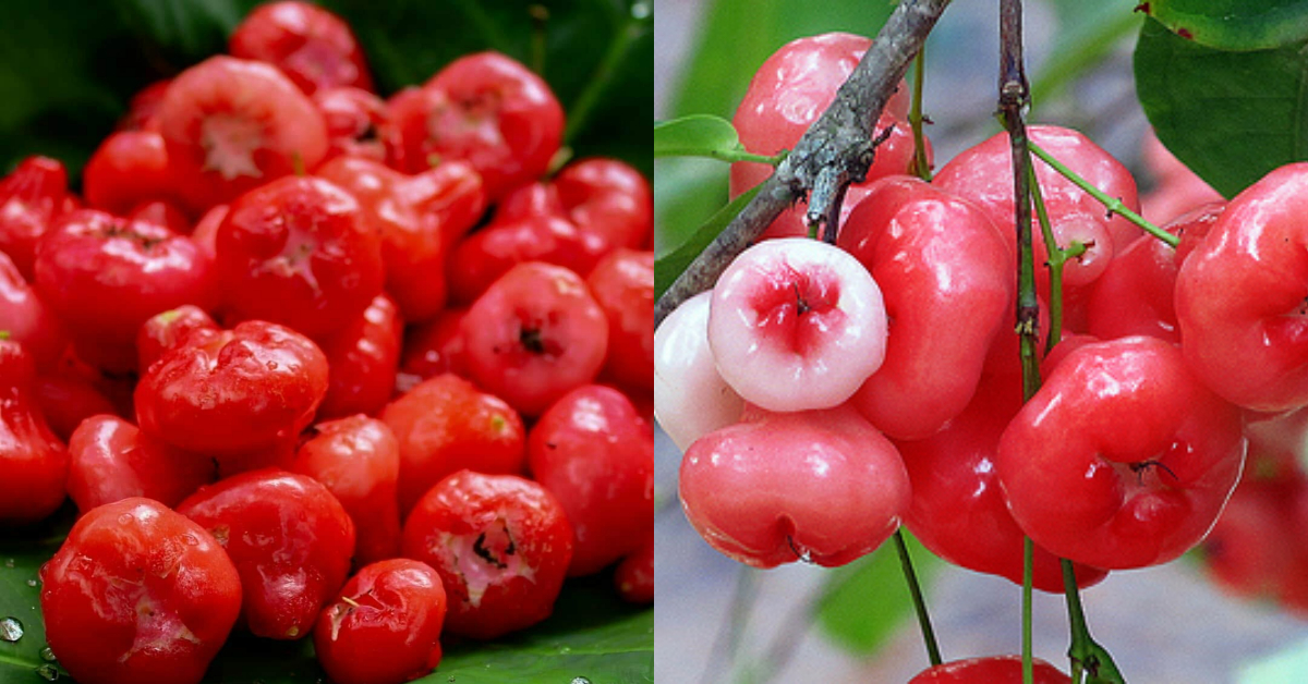 Rose Apple Health Benefits