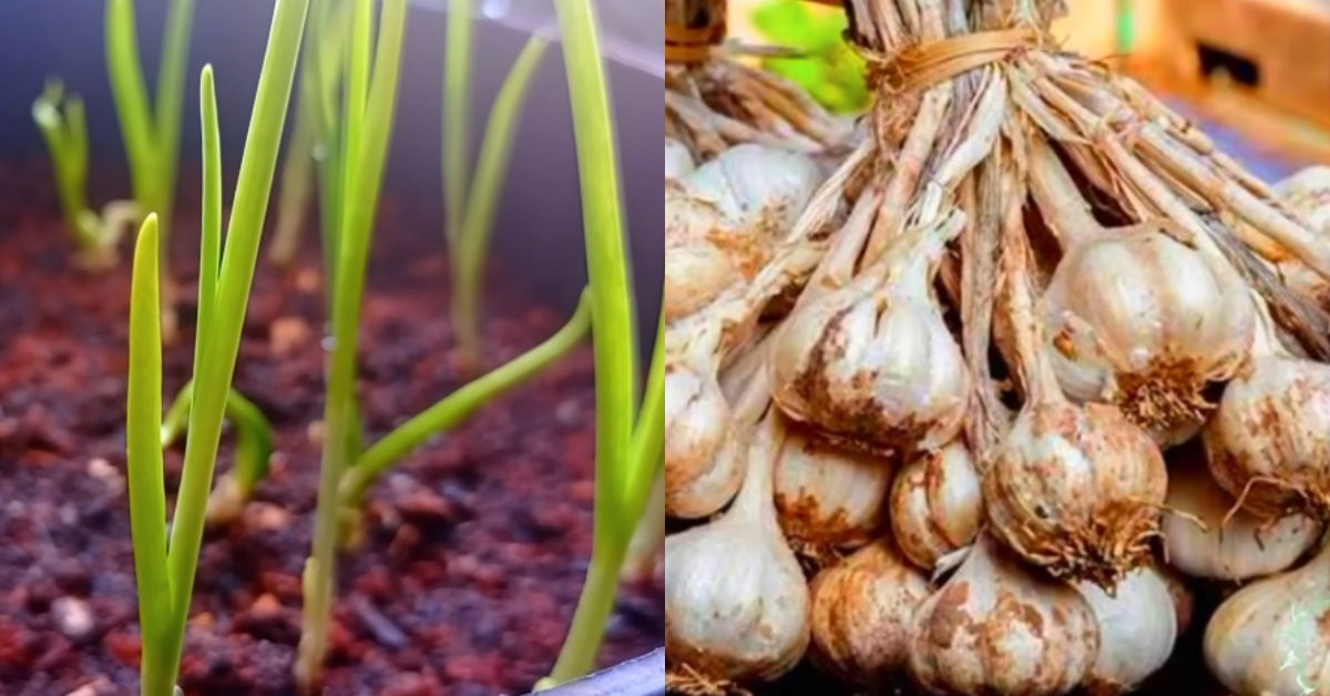 To Grow Garlic At Home Fast