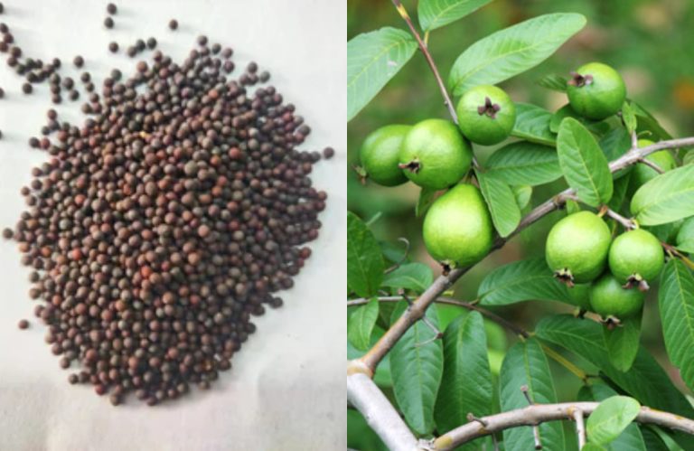 guava cultivation tips