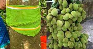 Jackfruit-Growing-Easy-Tips
