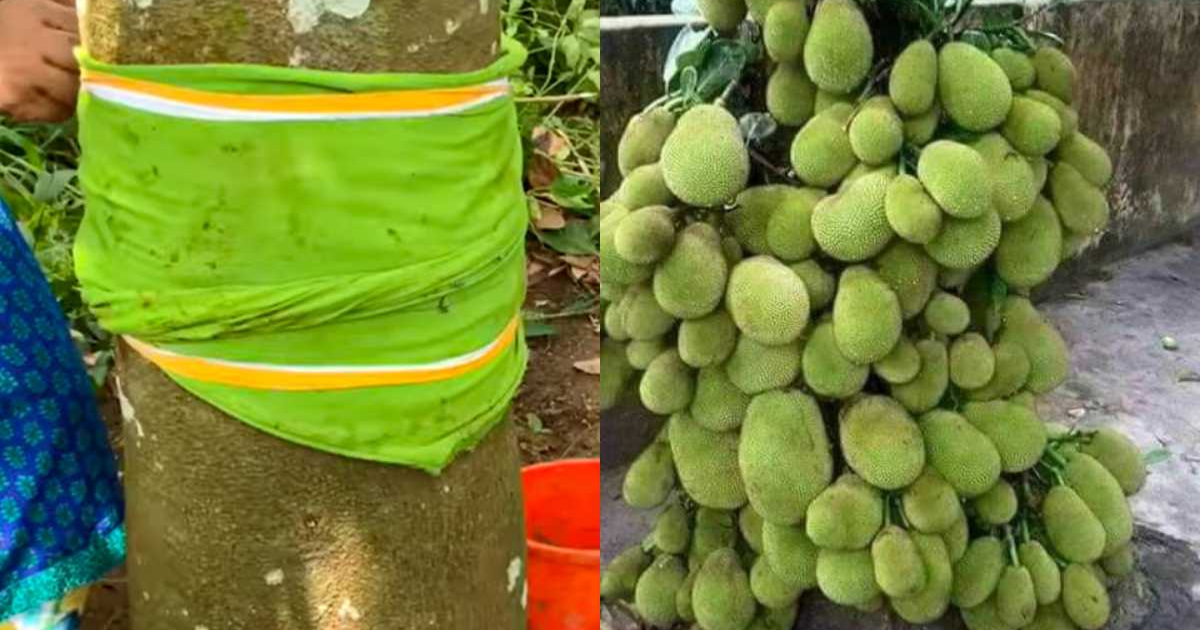 Jackfruit-Growing-Easy-Tips